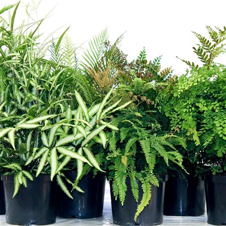 Fern Mix