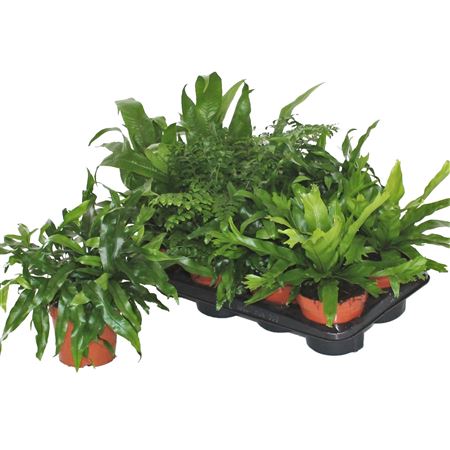 Varens Gemengd Exclusieve Soorten