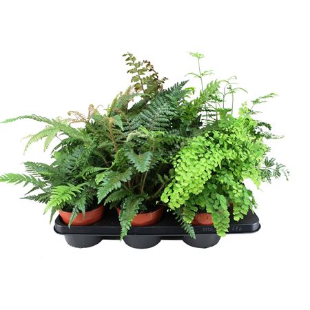 Fern Mix