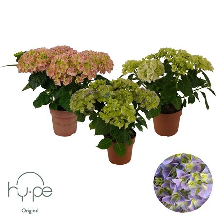 Hydrangea Ma Mix 5+ (hy-pe)