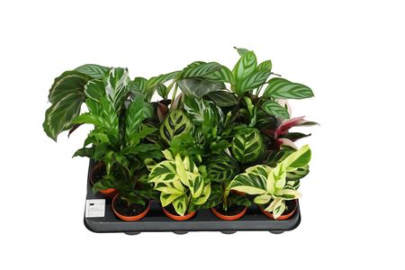 Calathea Mix