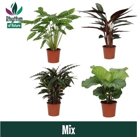 Calathea Mix (rhythm Of Nature)