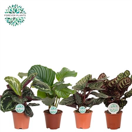 Calathea Mix