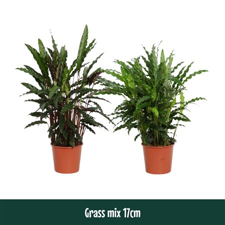Calathea Grass Mix