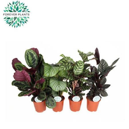 Calathea Mix