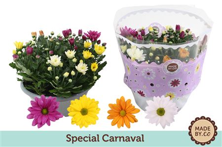 Chrysant Carnaval