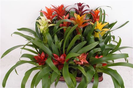 Guzmania Mix