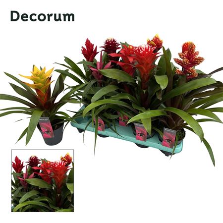 Guzmania Special Mix (decorum)