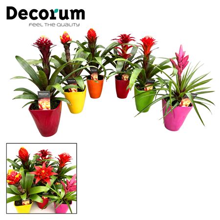 Guzmania Bolmix Exclusive Luxe Ceramic (decorum)