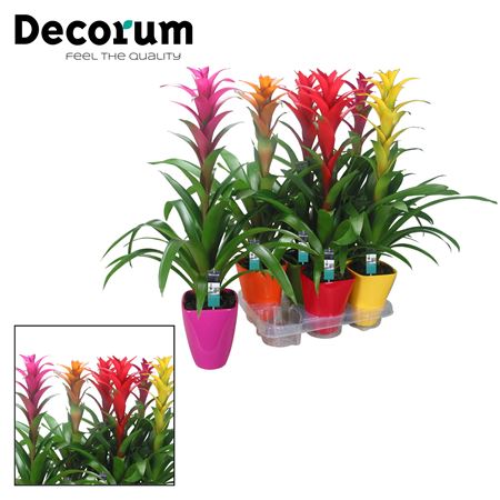 Guzmania Mix Maxima Luxe Ceramic (decorum)