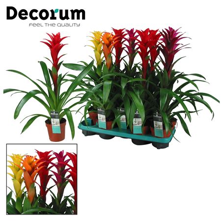 Guzmania Maxima Mix (decorum)