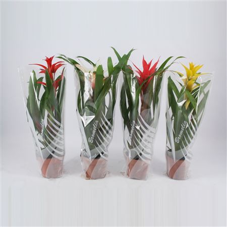 Guzmania Mix In Sleeve