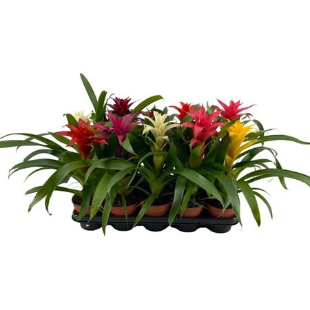 Guzmania Mix Compact