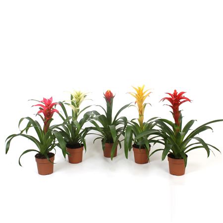 Guzmania Mix Sublime