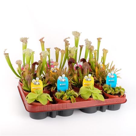 Carnivorous Plant Mix
