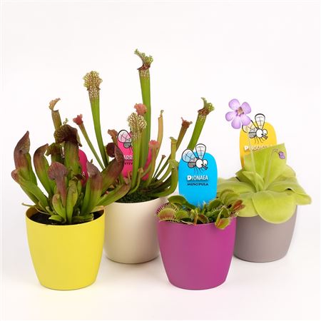 Vleeseter Mix In Sierpot