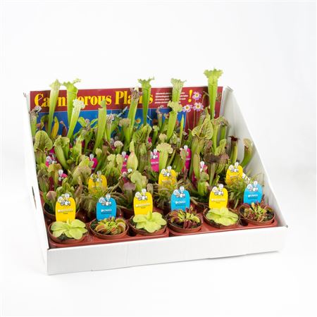 Vleeseter Mix In Showdoos