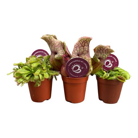 Carnivorous Plant Mix Mini
