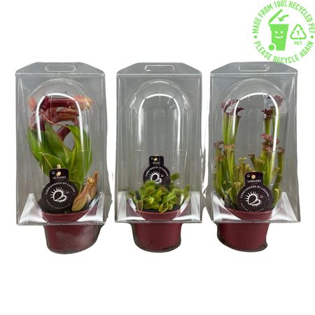 Carnivorous Plant Mix In Blister