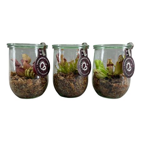 Vleeseters In Weckpot