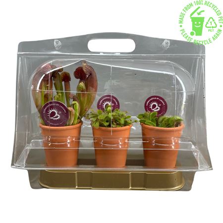 Carnivorous Plant Mix In Terracotta Pot