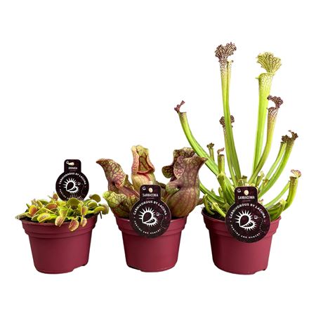 Carnivorous Plant Mix