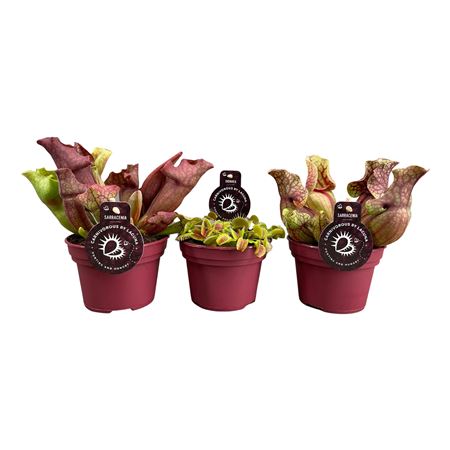 Carnivorous Plant Mix