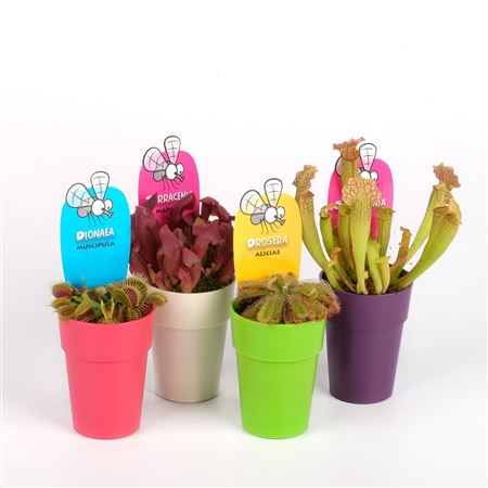 Vleeseter Mix Mini In Kleurpot