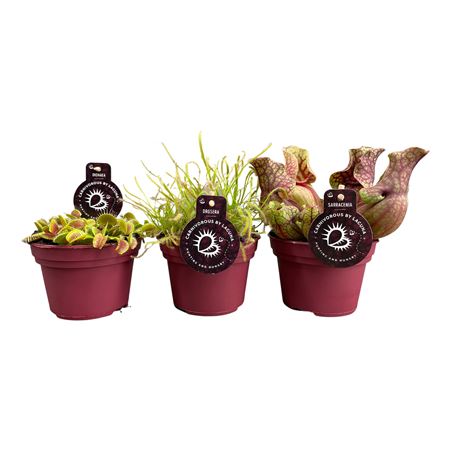 Carnivorous Plant Mix