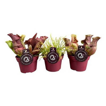 Carnivorous Plant Mix