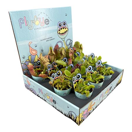 Vleesetende Planten Mix In Flybye Display