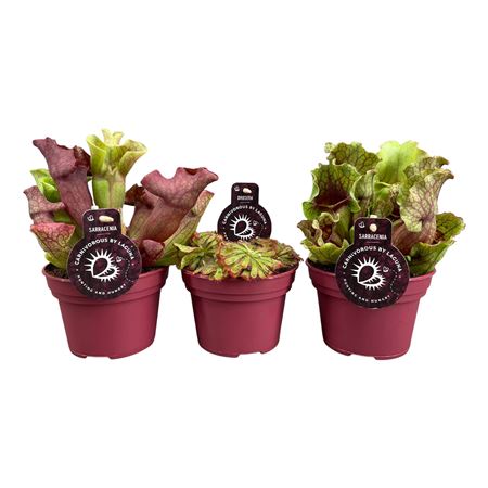 Carnivorous Plant Mix