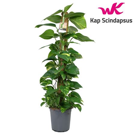Epipremnum Mosspole