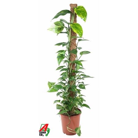 Epipremnum Pinnatum Mosspole