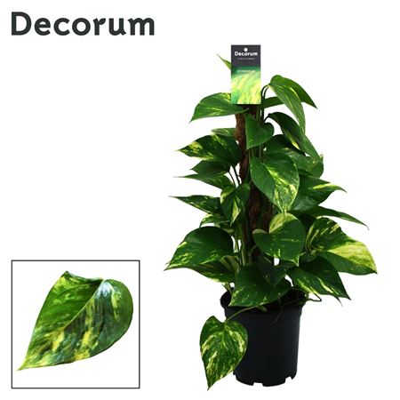 Epipremnum Mosspole (decorum)