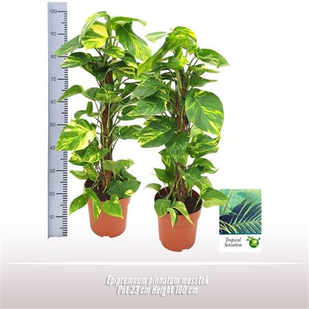 Epipremnum Mosspole