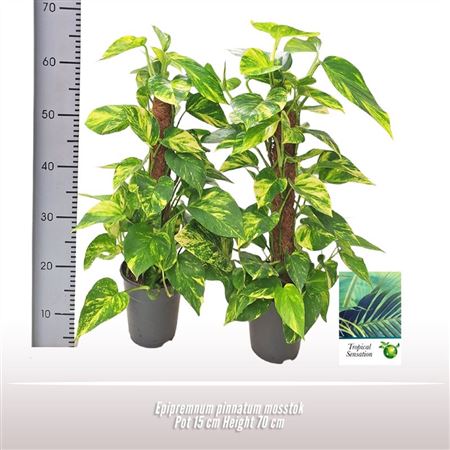 Epipremnum Pinnatum On Moss Pole
