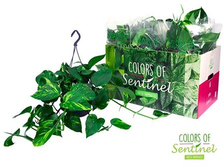 Epipremnum Aureum Hang