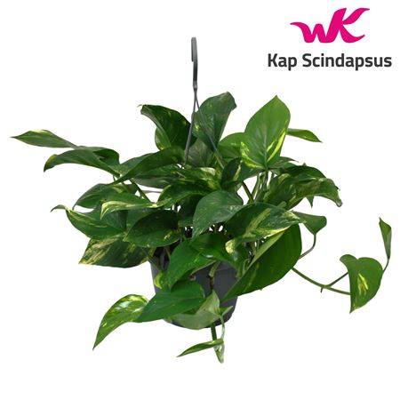 Epipremnum Hang