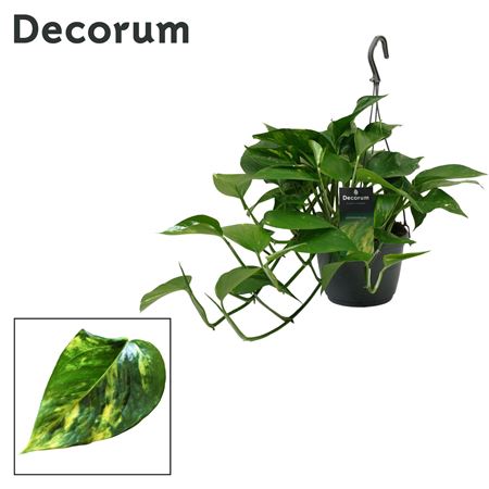 Epipremnum Hangpot (decorum)