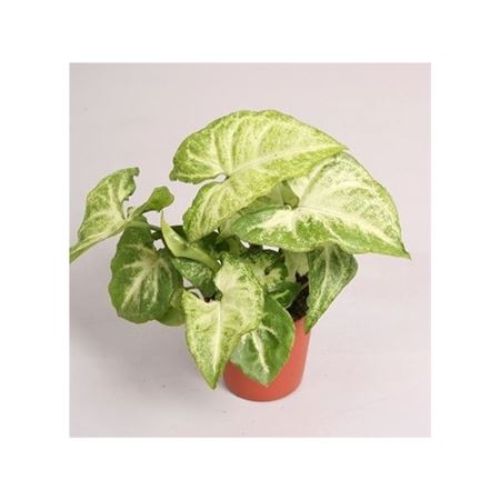 Syngonium White Butterfly