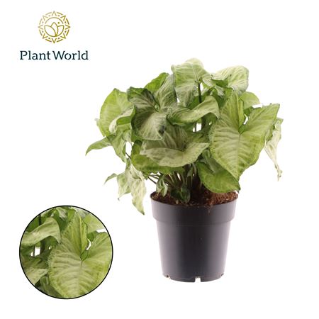 Syngonium White Butterfly