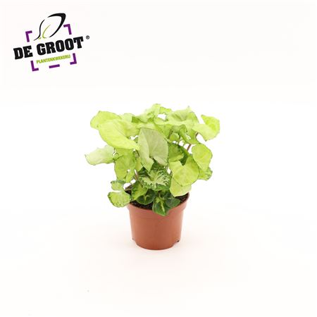 Syngonium White Butterfly