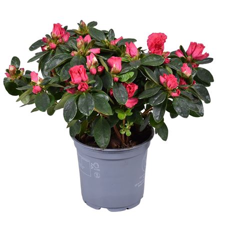 Azalea Vogel Nordlicht Red