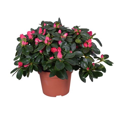 Azalea Vogel Nordlicht Red