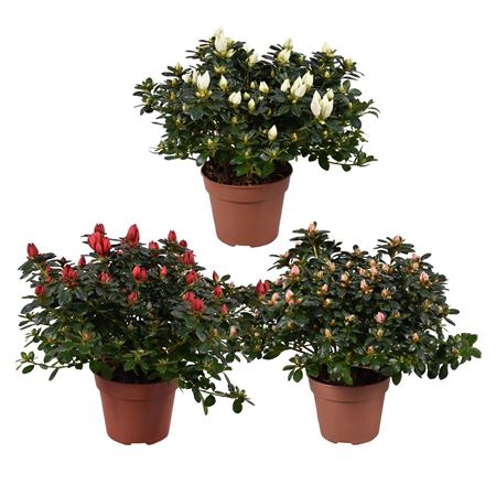 Azalea Mad Gerard Kint Mix