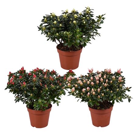 Azalea Mme Gerard Kint Mix
