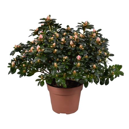 Azalea Mevr Gerard Kint Bicolor