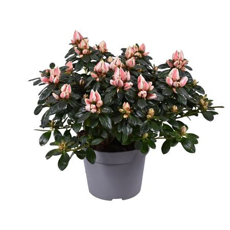 Azalea Mme Gerard Kint Bicolor
