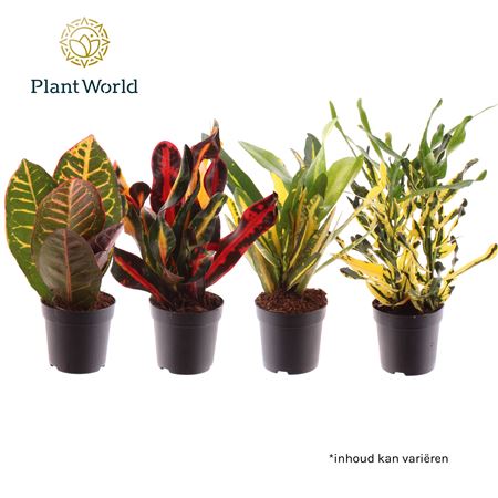 Codiaeum Head (decorum)